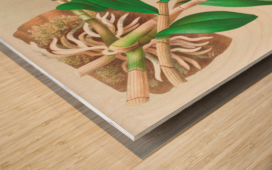 Dendrobium infundibulum Wood print