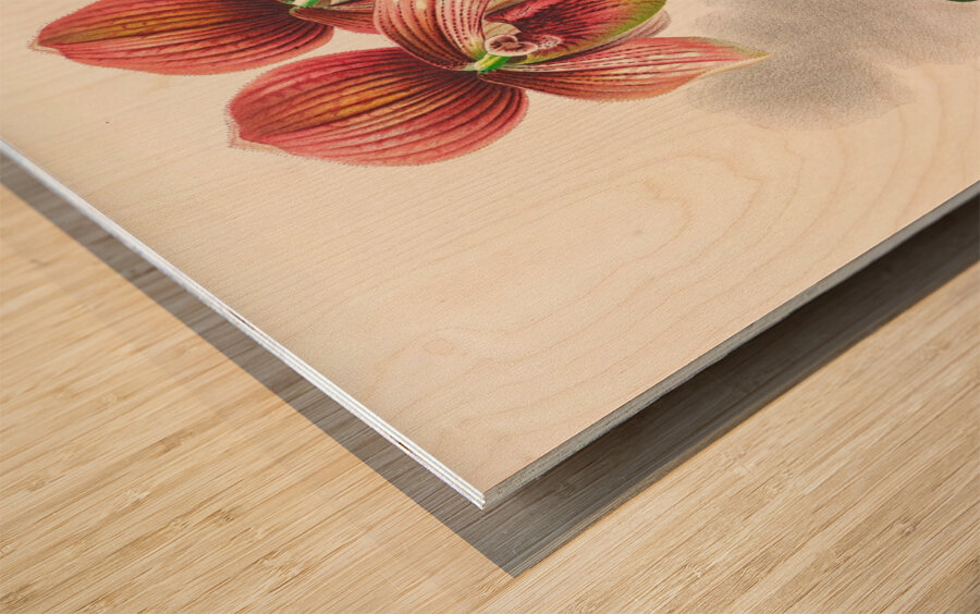 Cypripedium tessellatum Wood print