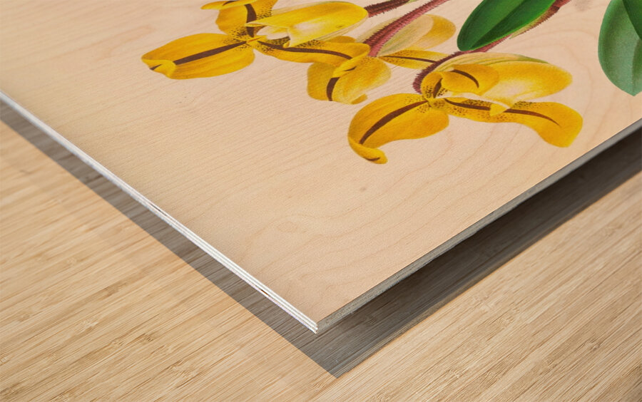 Cypripedium Druryi Wood print