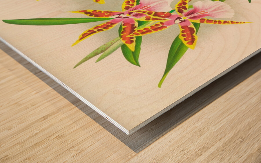 Miltonia blunti Wood print