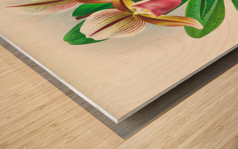 Cypripedium orphanum Wood print