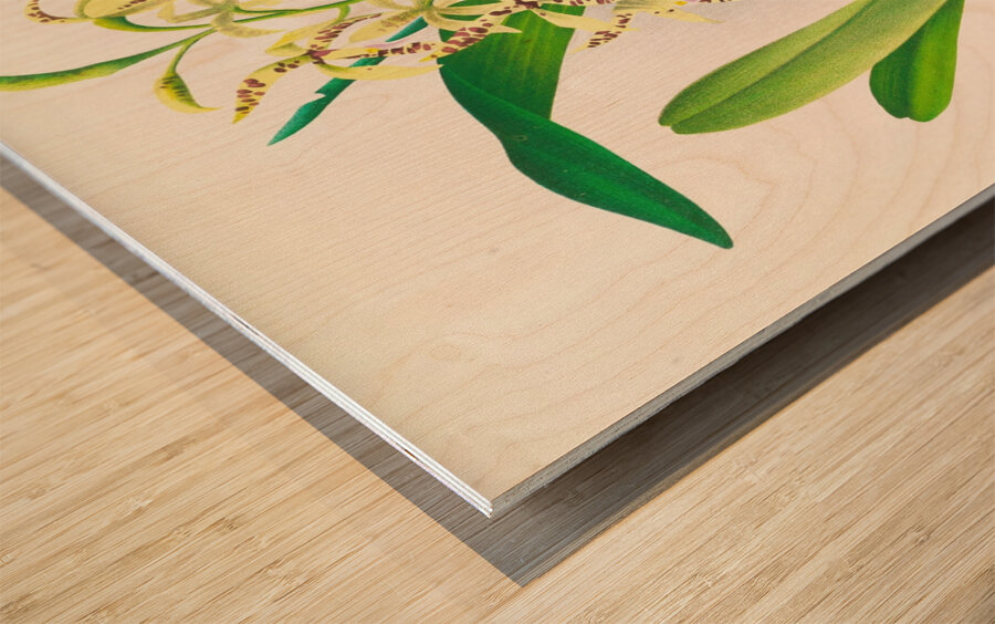 Epidendrum prismatocarpum Wood print