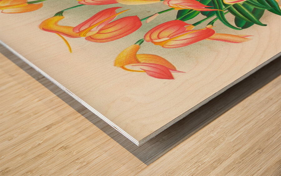 Masdevallia ignea Wood print