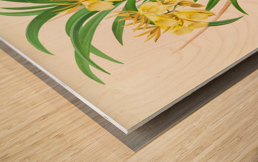 Galeandra flaveola Wood print