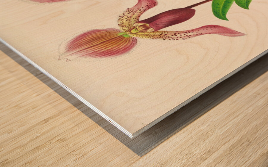 Cypripedium fraseri Wood print