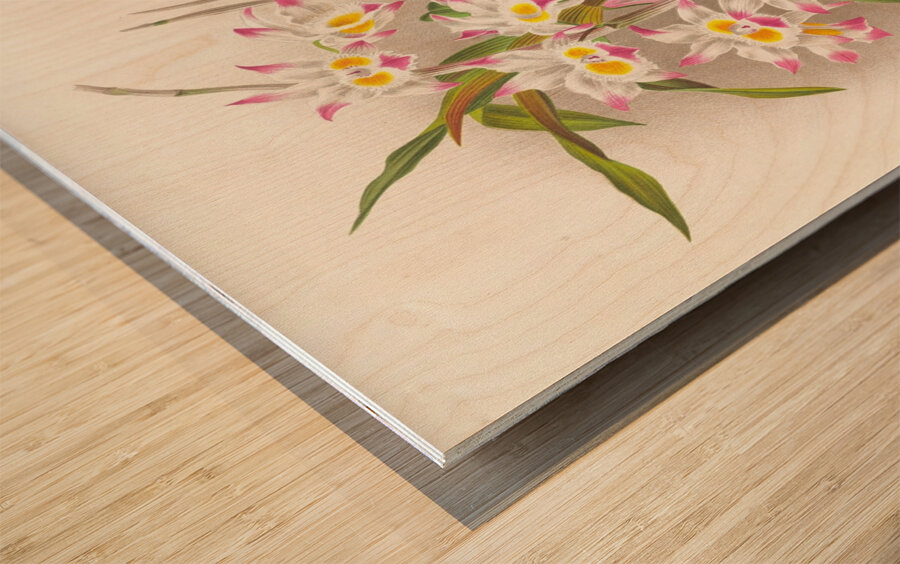 Dendrobium devonianum  Wood print