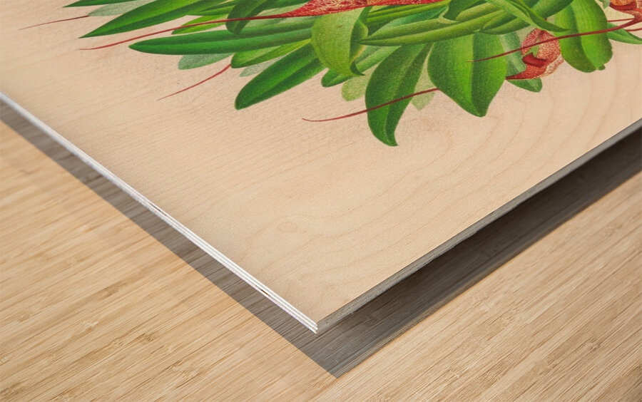 Masdevallia bella Wood print