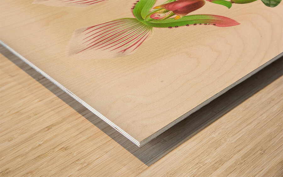 Cypripedium callosum Wood print