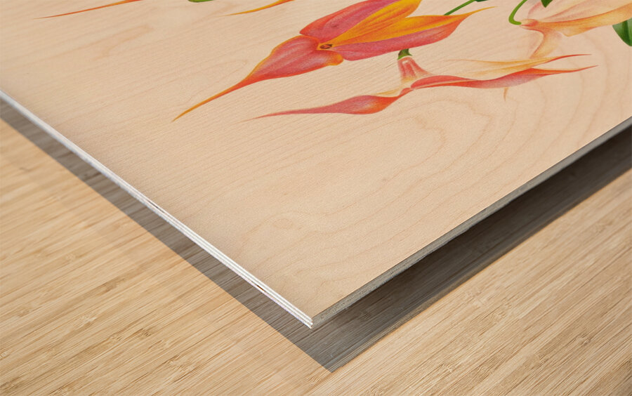 Masdevallia veitchiana  Wood print