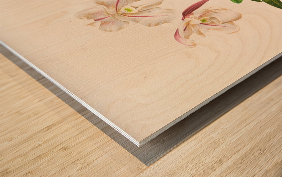 Cypripedium microchilum Wood print