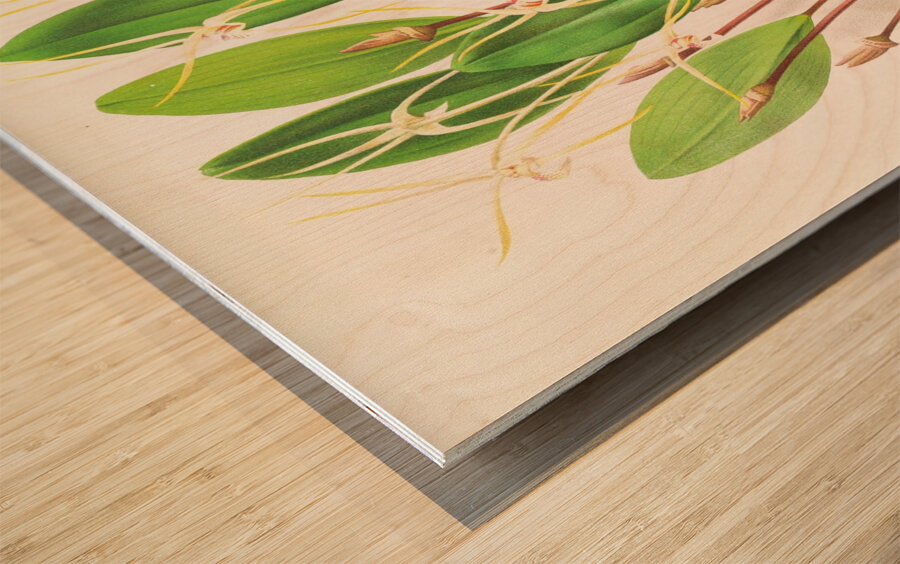 Dendrobium Inauditum Wood print