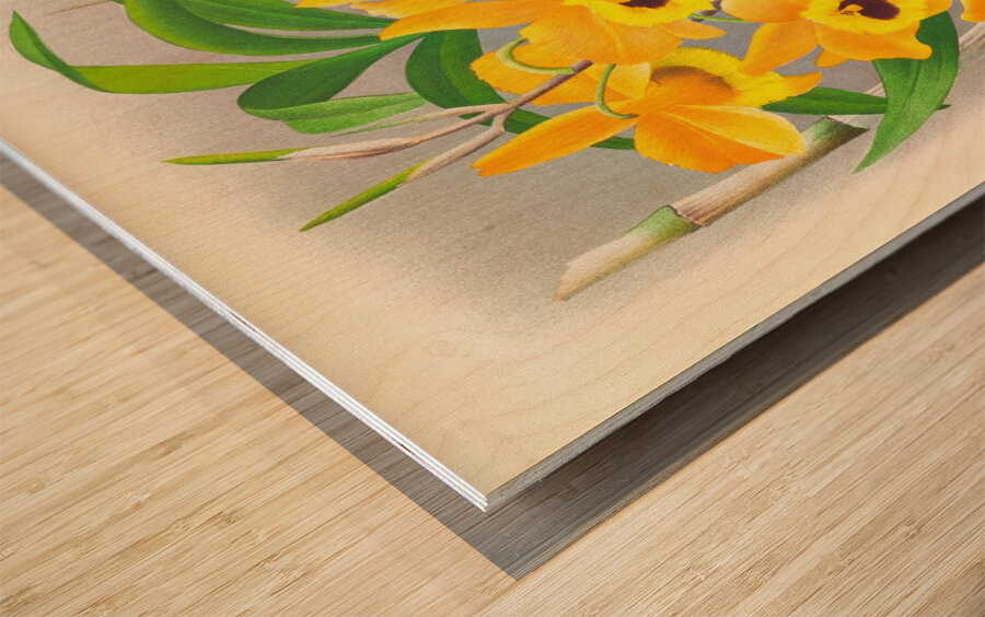 Dendrobium paxtoni Wood print