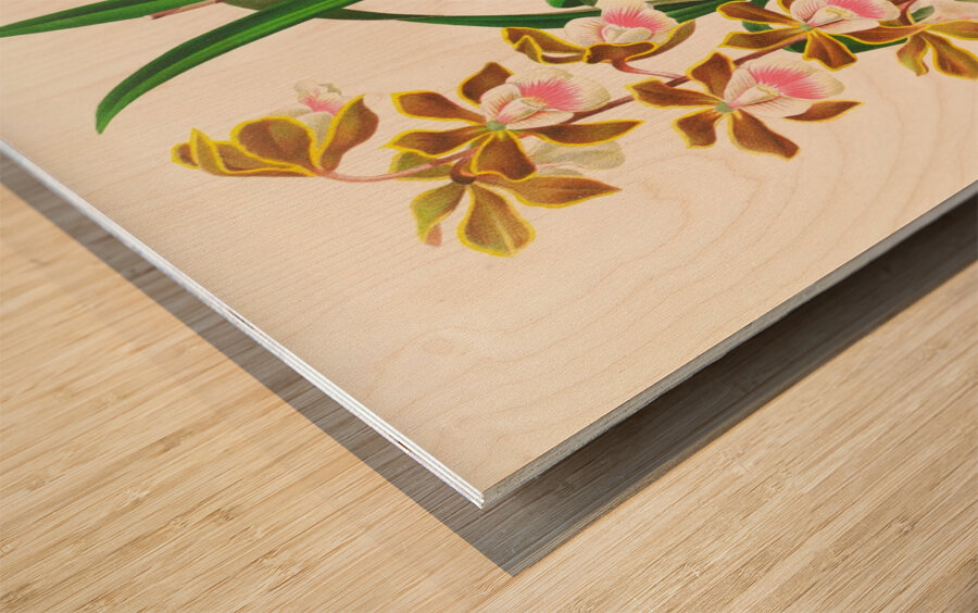 Epidendrum atropurpureum Wood print
