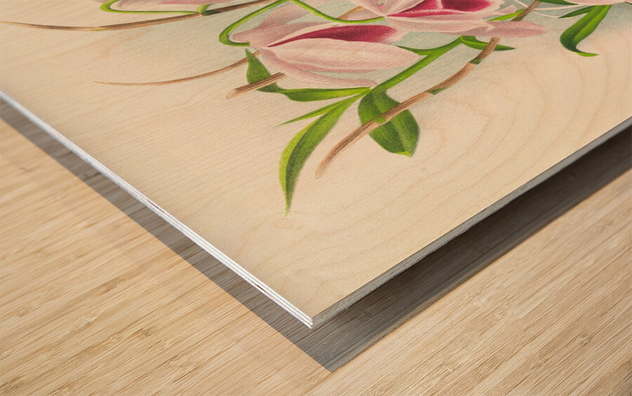 Dendrobium superbum var anosmum  Wood print