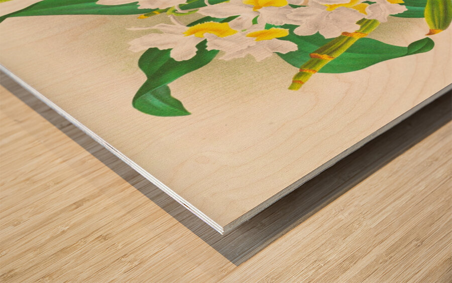 Dendrobium galliceanum Wood print