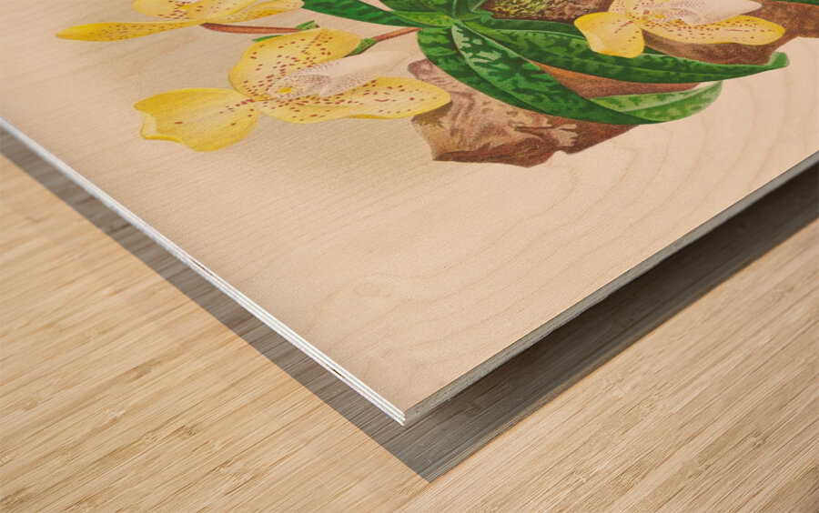 Cypripedium tonkinense Wood print