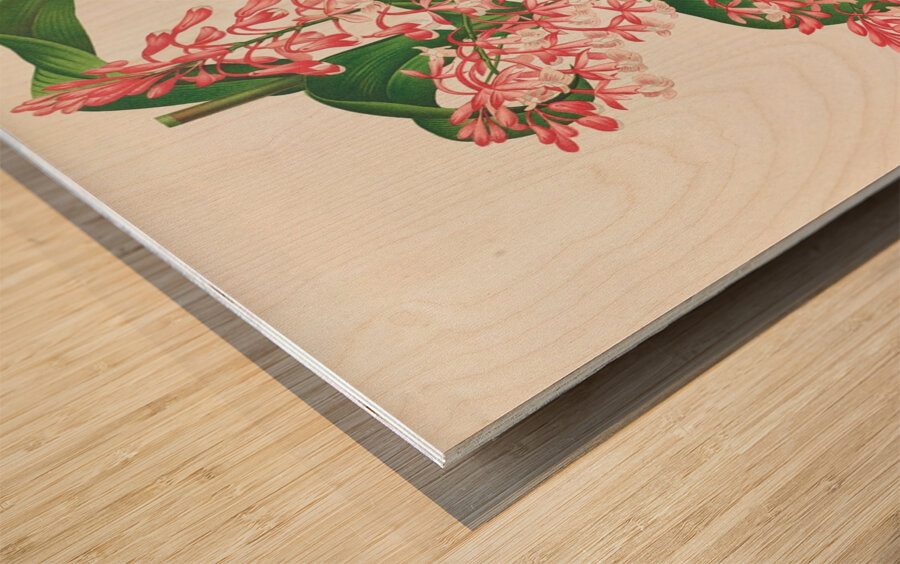 Epidendrum Paniculatum Wood print