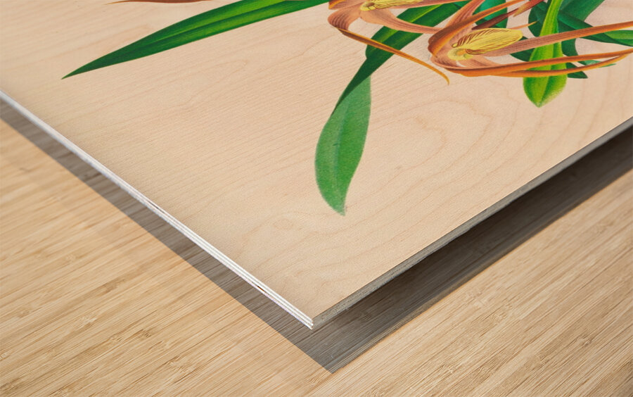 Maxillaria longisepala Wood print