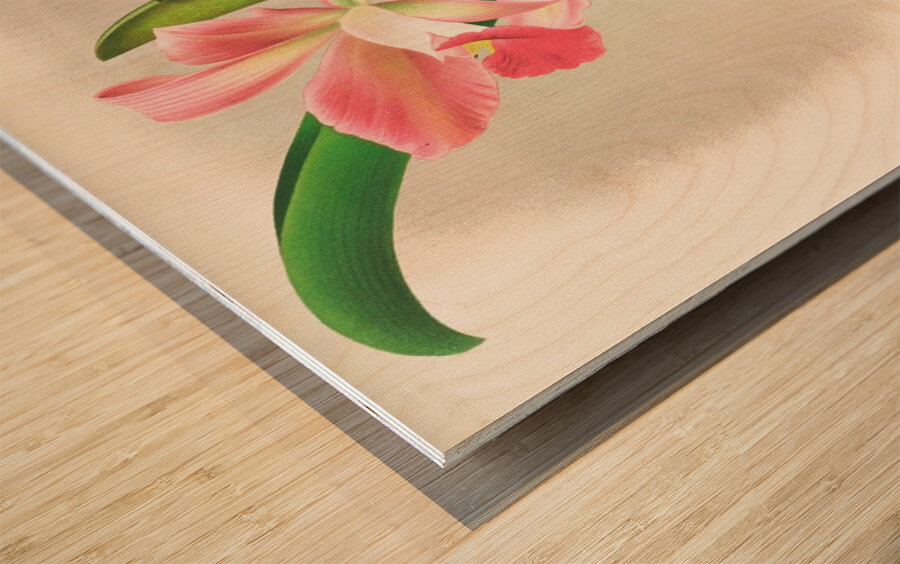 Laella elegans var houtteana Wood print