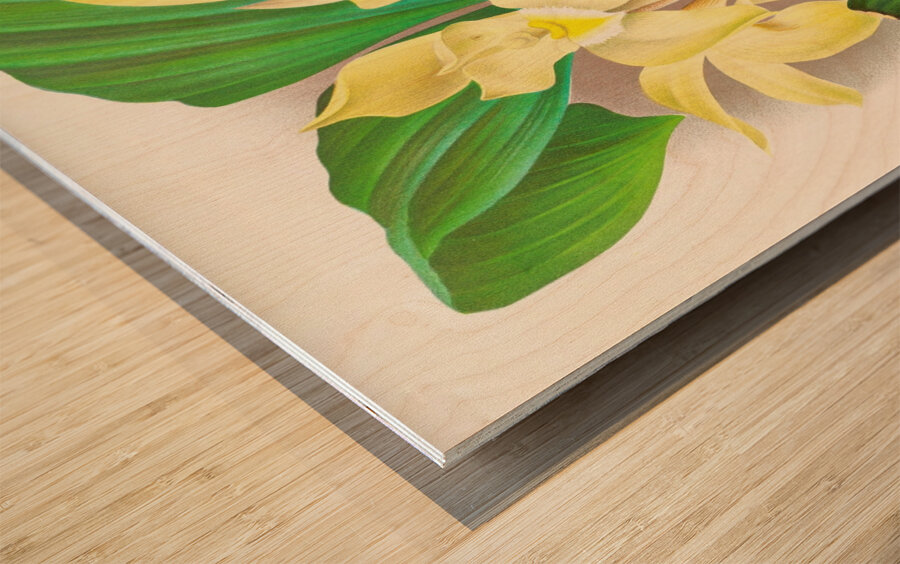 Lycaste costata Wood print