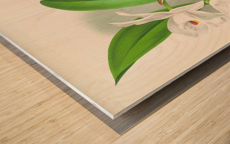 Laelia anceps var hyeana Wood print