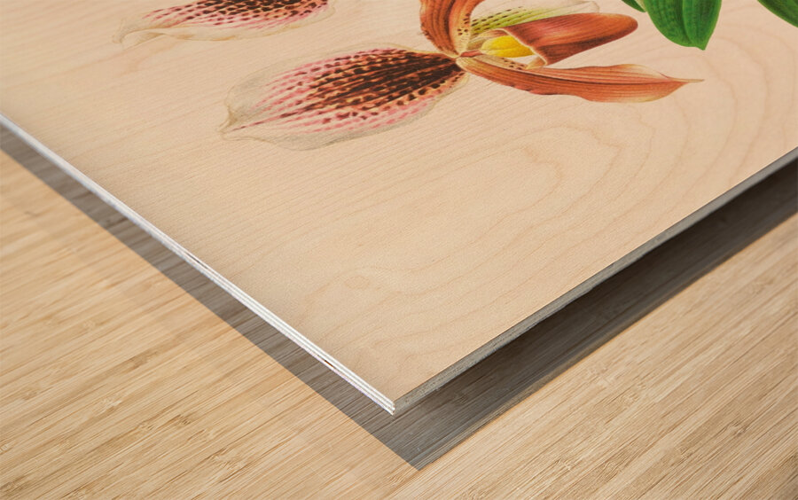 Cypripedium oenanthum superbum Wood print