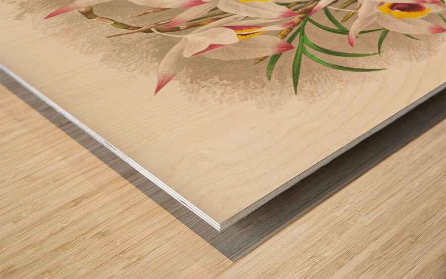 Dendrobium Falconeri Wood print