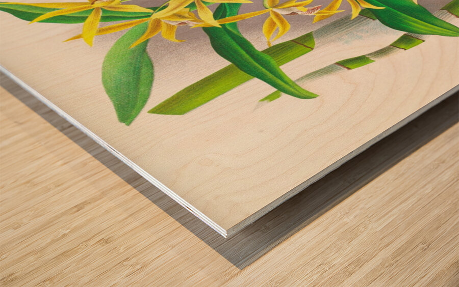 Dendrobium mirbelianum Wood print