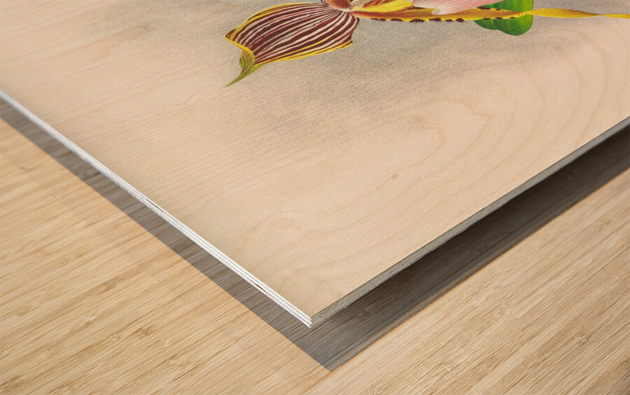 Cypripedium praestans var kimballianum Wood print