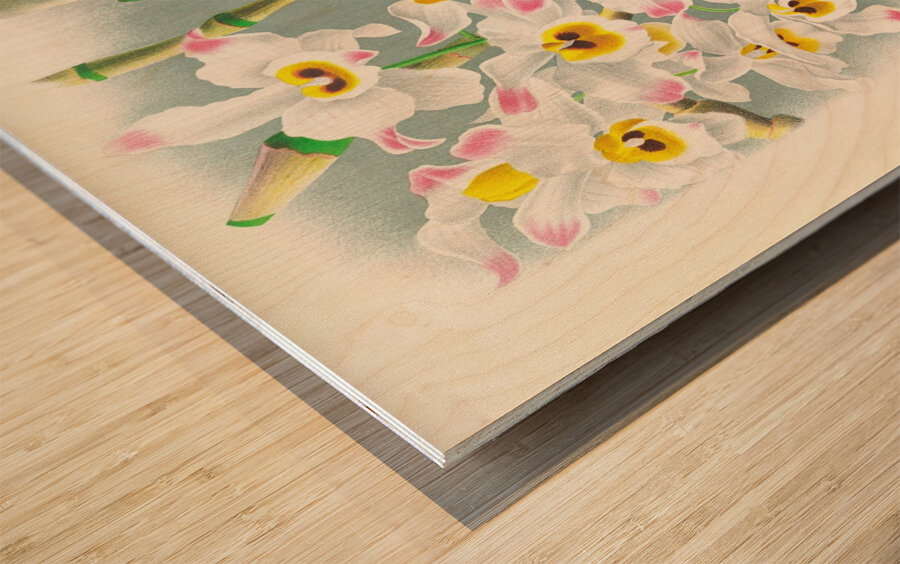 Dendrobium wardianum Wood print
