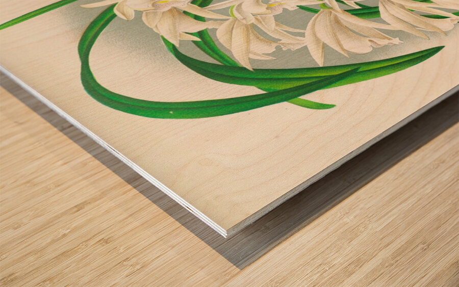Cymbidium mastersi Wood print