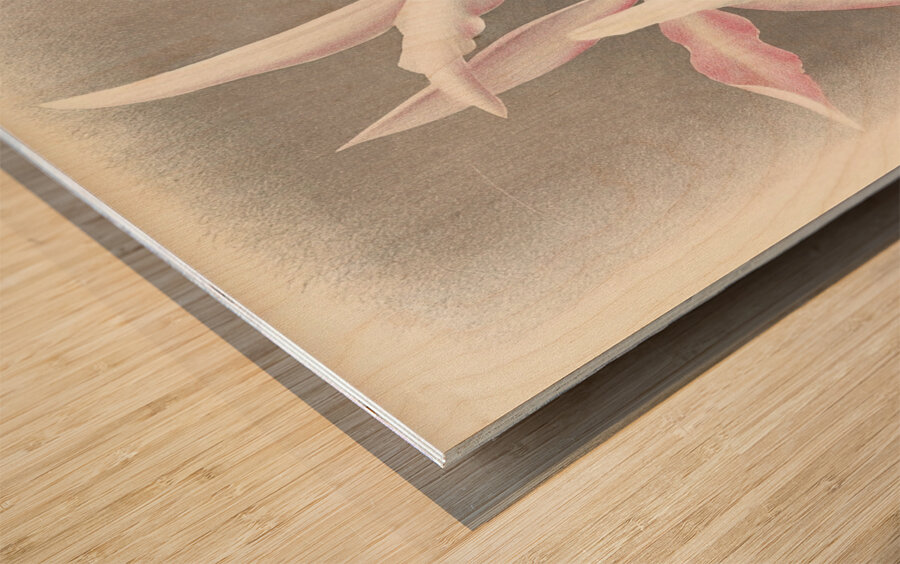 Laelia elegans  Wood print