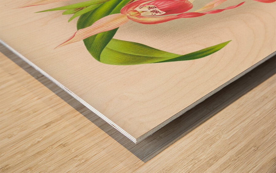 Cypripedium schroderae var splendens Wood print