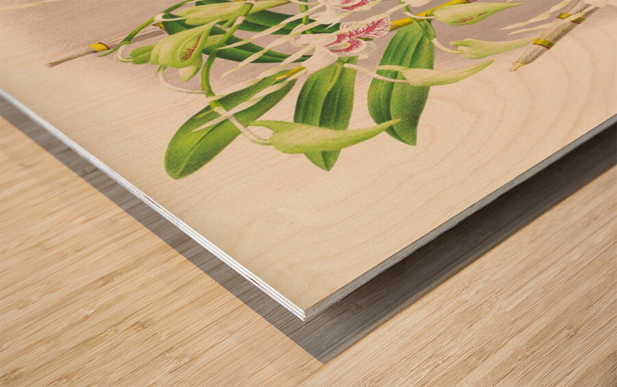 Dendrobium stratiotes Wood print