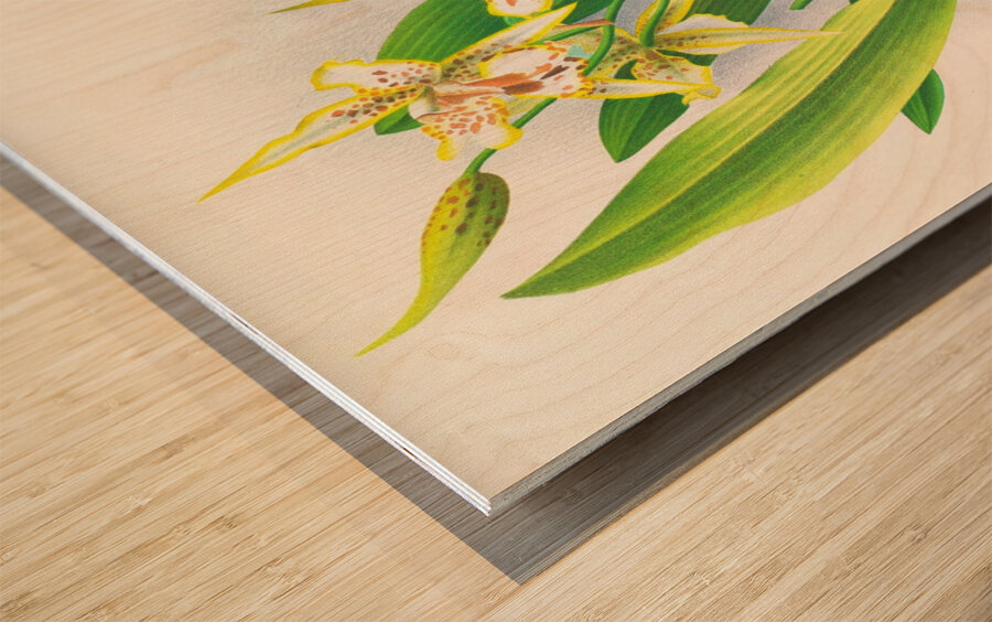 Odontoglossum duvivierianum Wood print