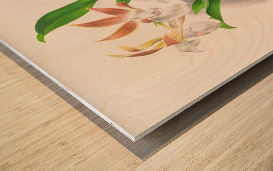 Zygopetalum rostratum Impression sur bois