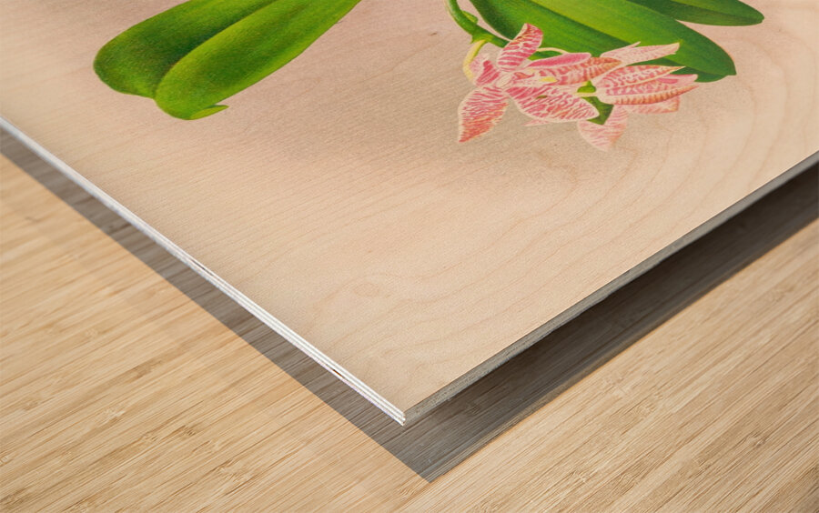 Phalaenopsis luddemanniana Wood print