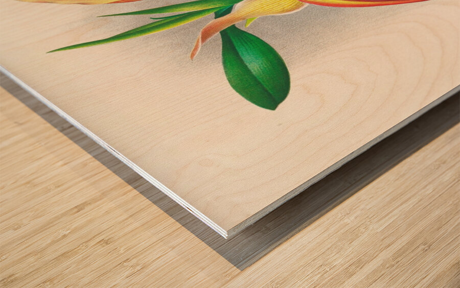 Selenipedium grande Wood print