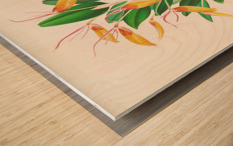 Restrepia antennifera Wood print