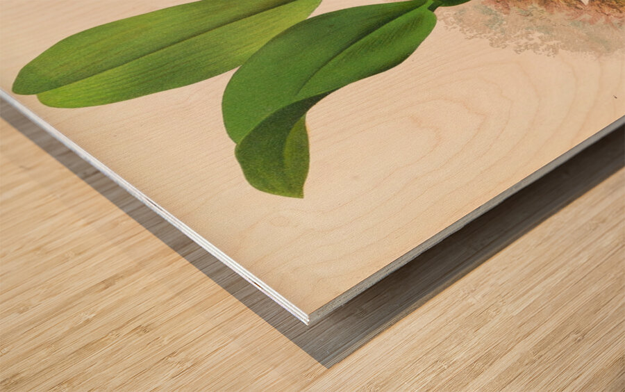 Trichopilia Suavis Wood print