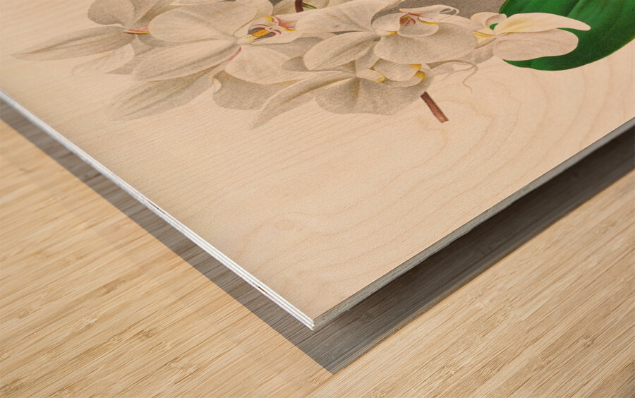 Phalaenopsis amabilis Wood print