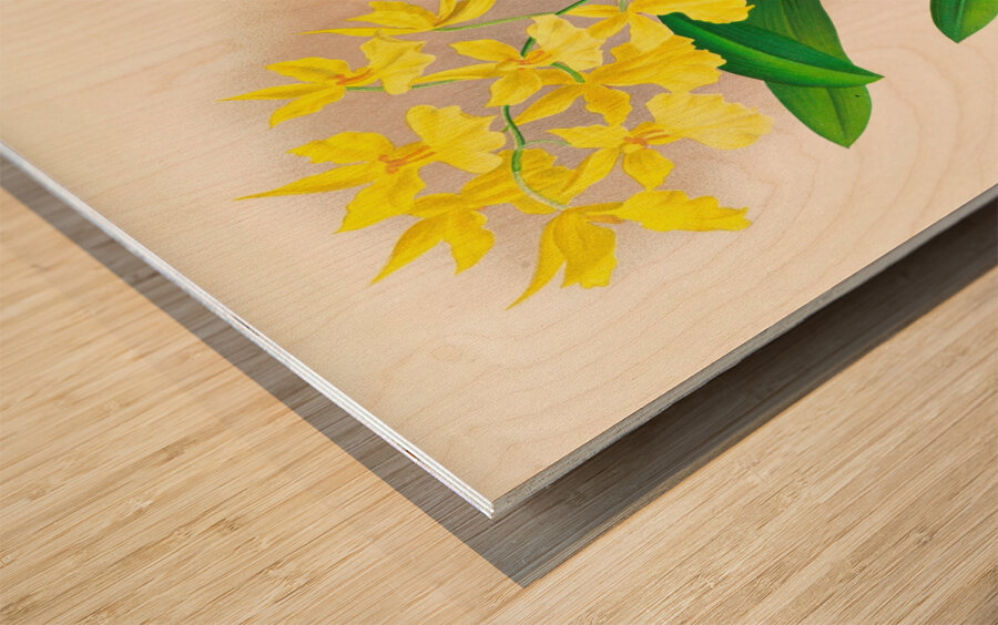 Oncidium concolor Wood print