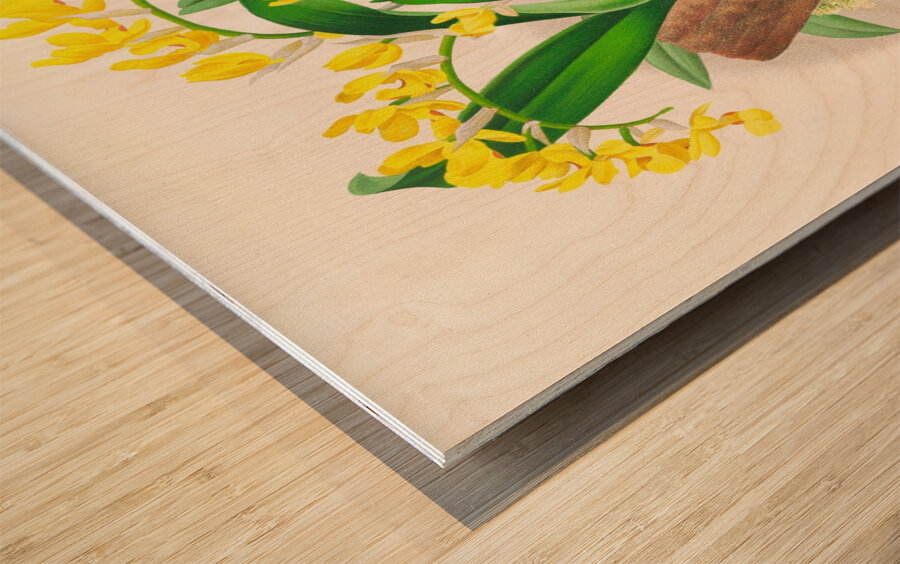 Oncidium warscewiczi Impression sur bois