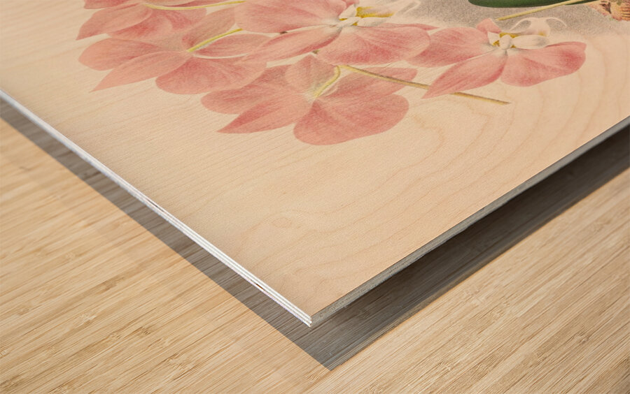 Phalaenopsis sanderiana Wood print