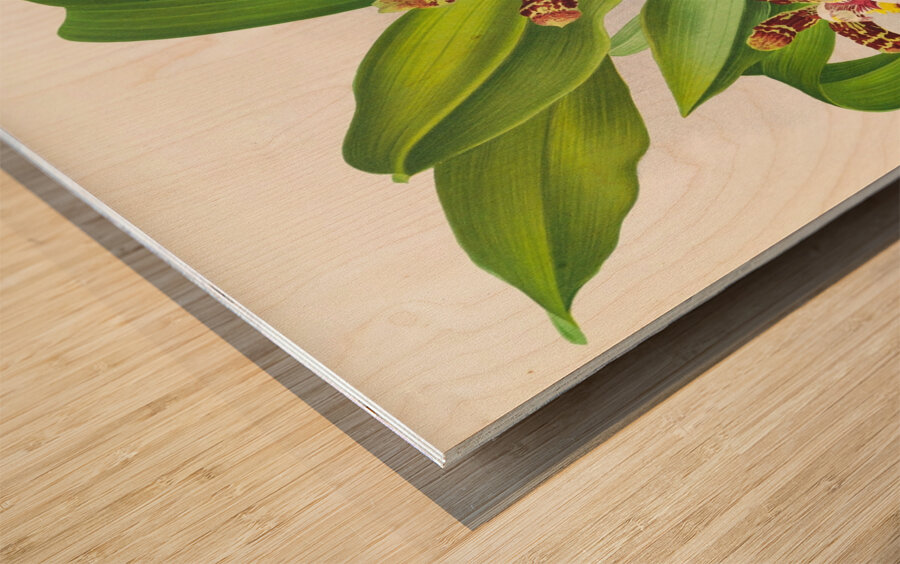 Zygopetalum jorisianum Wood print