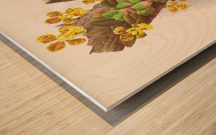 Oncidium Limminghei Wood print