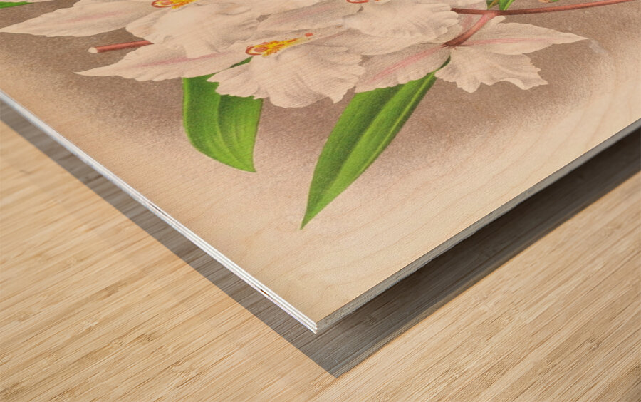 Odontoglossum alexandrae Wood print