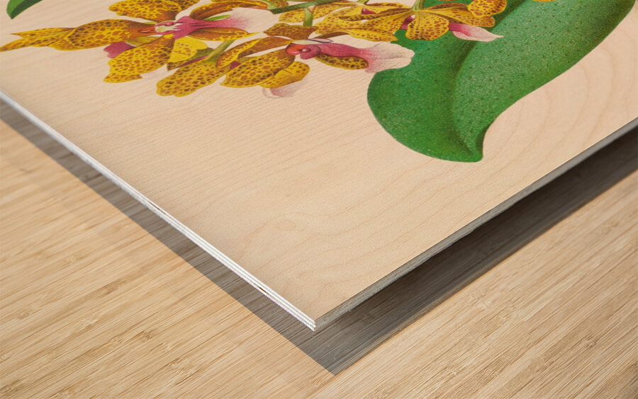 Oncidium Lannceanum Wood print