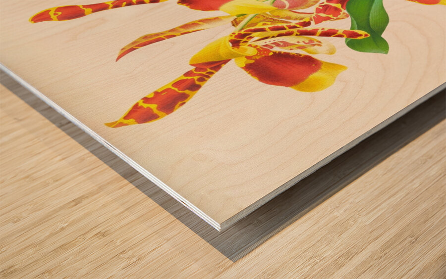 Odontoglossum grande Wood print