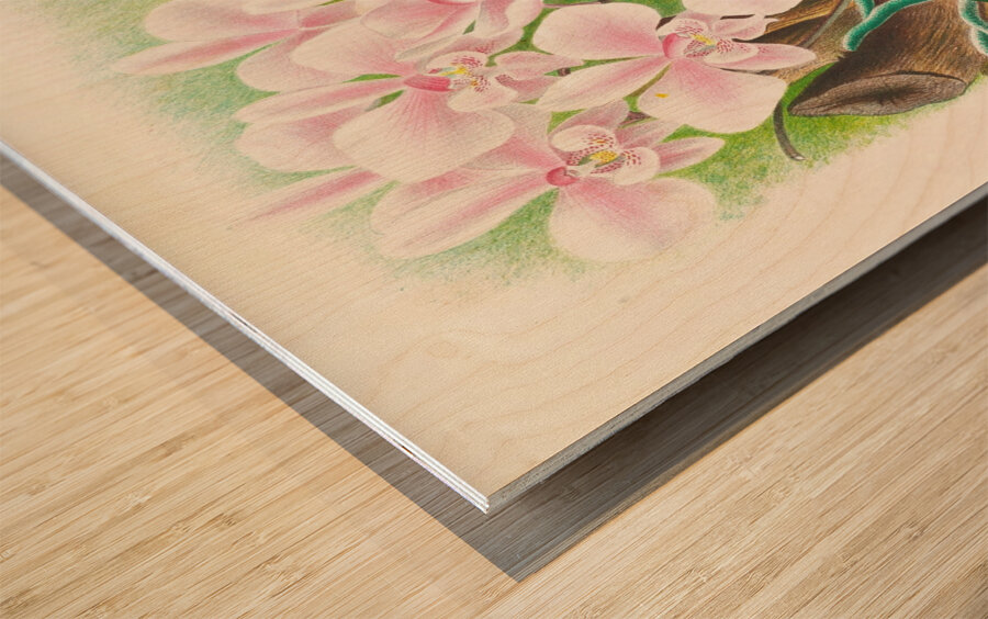 Phalaenopsis schilleriana Wood print